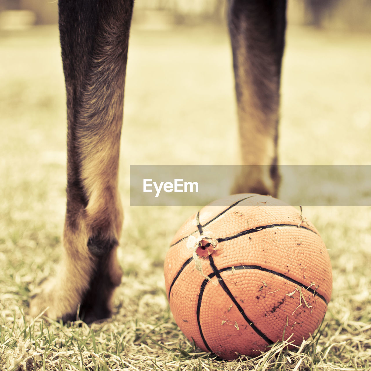 Low section of dog with basketball on field