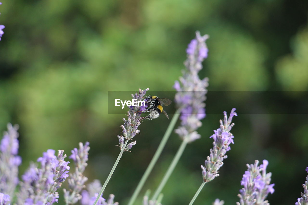 flower, flowering plant, plant, beauty in nature, purple, animal wildlife, freshness, animal themes, animal, insect, nature, lavender, fragility, close-up, flower head, animal wing, food, wildlife, no people, herb, one animal, selective focus, focus on foreground, summer, botany, environment, petal, growth, butterfly, macro photography, outdoors, blossom, food and drink, field, lilac, macro, inflorescence, wildflower, springtime, land, day, pollination, grass, scented, bee, multi colored, medicine, meadow