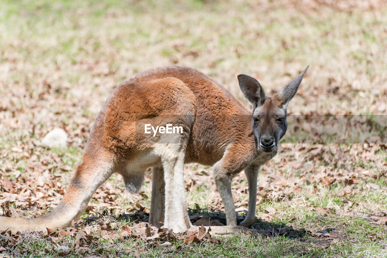 High angle view of kangaroo on grassy field