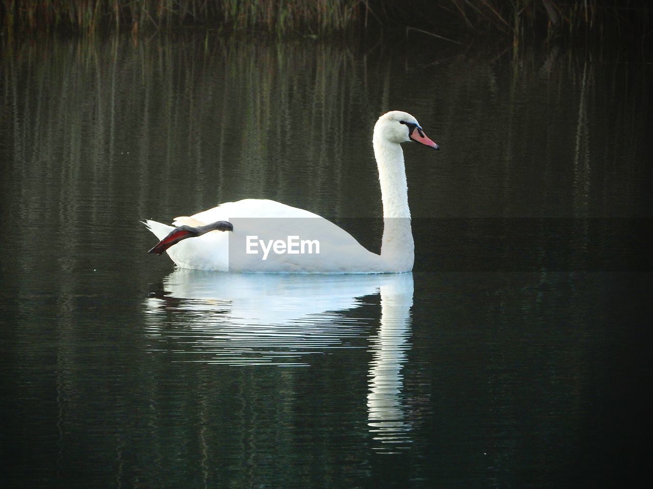 SWANS SWIMMING IN LAKE