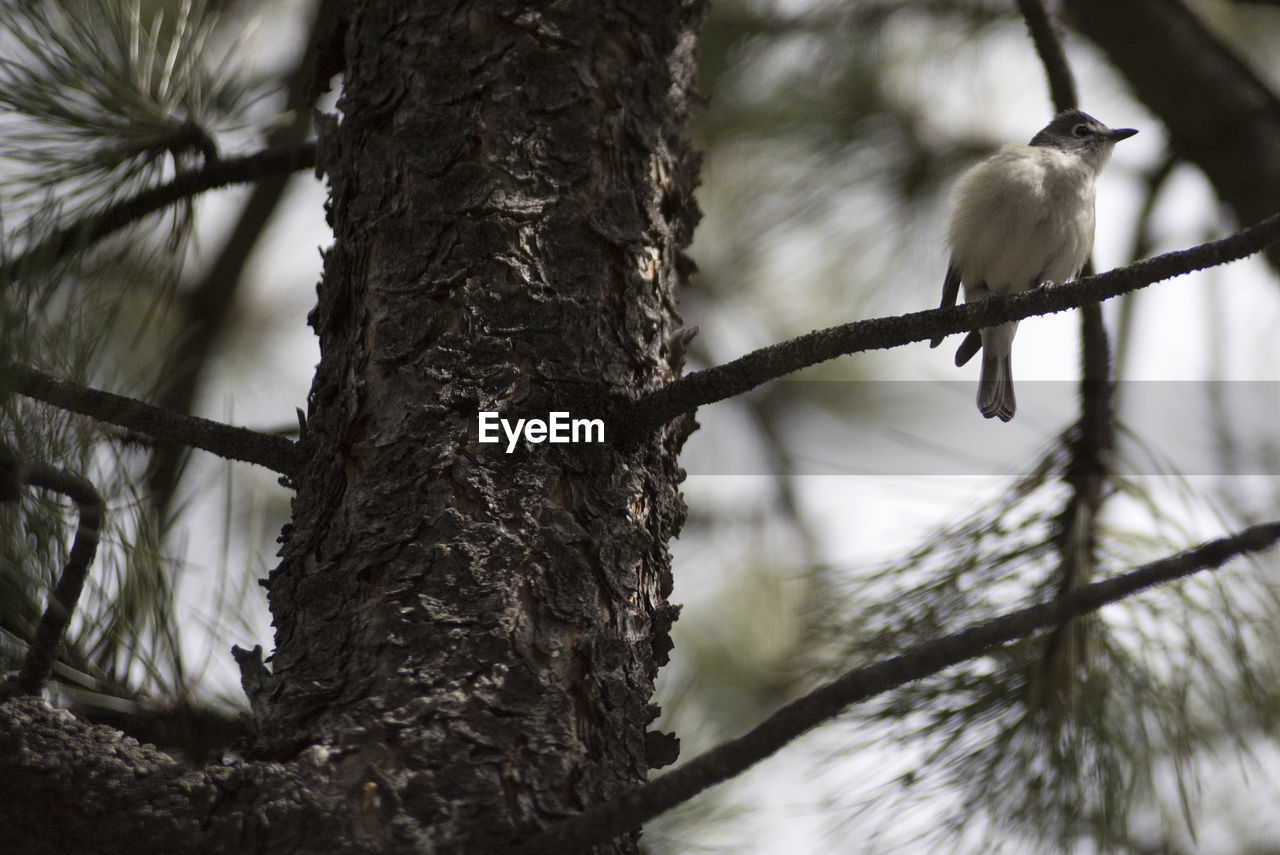 LOW ANGLE VIEW OF BIRD ON TREE