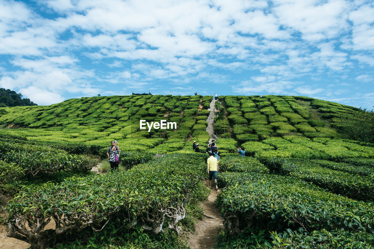 PEOPLE WORKING IN FARM AGAINST SKY