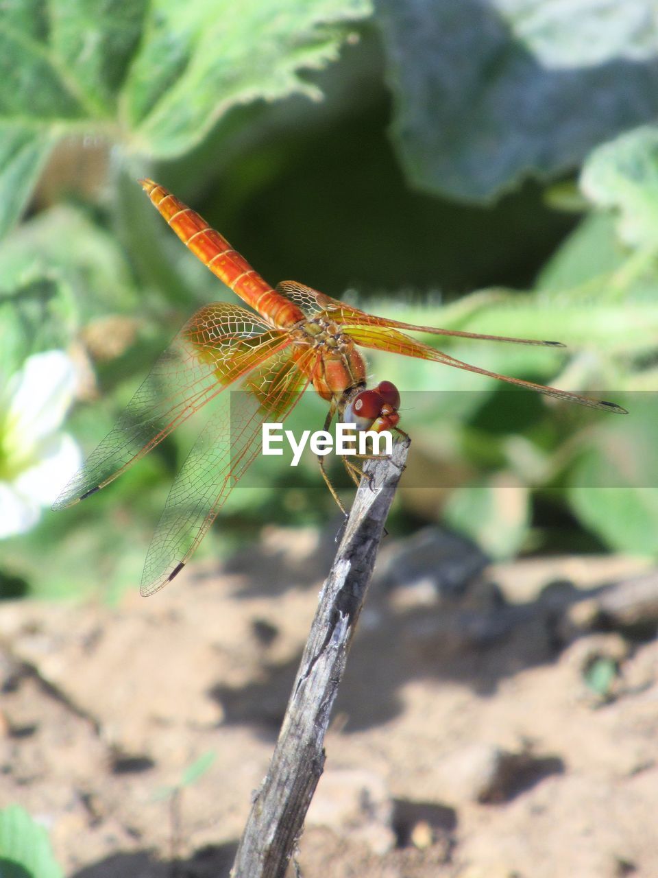 CLOSE UP OF DRAGONFLY