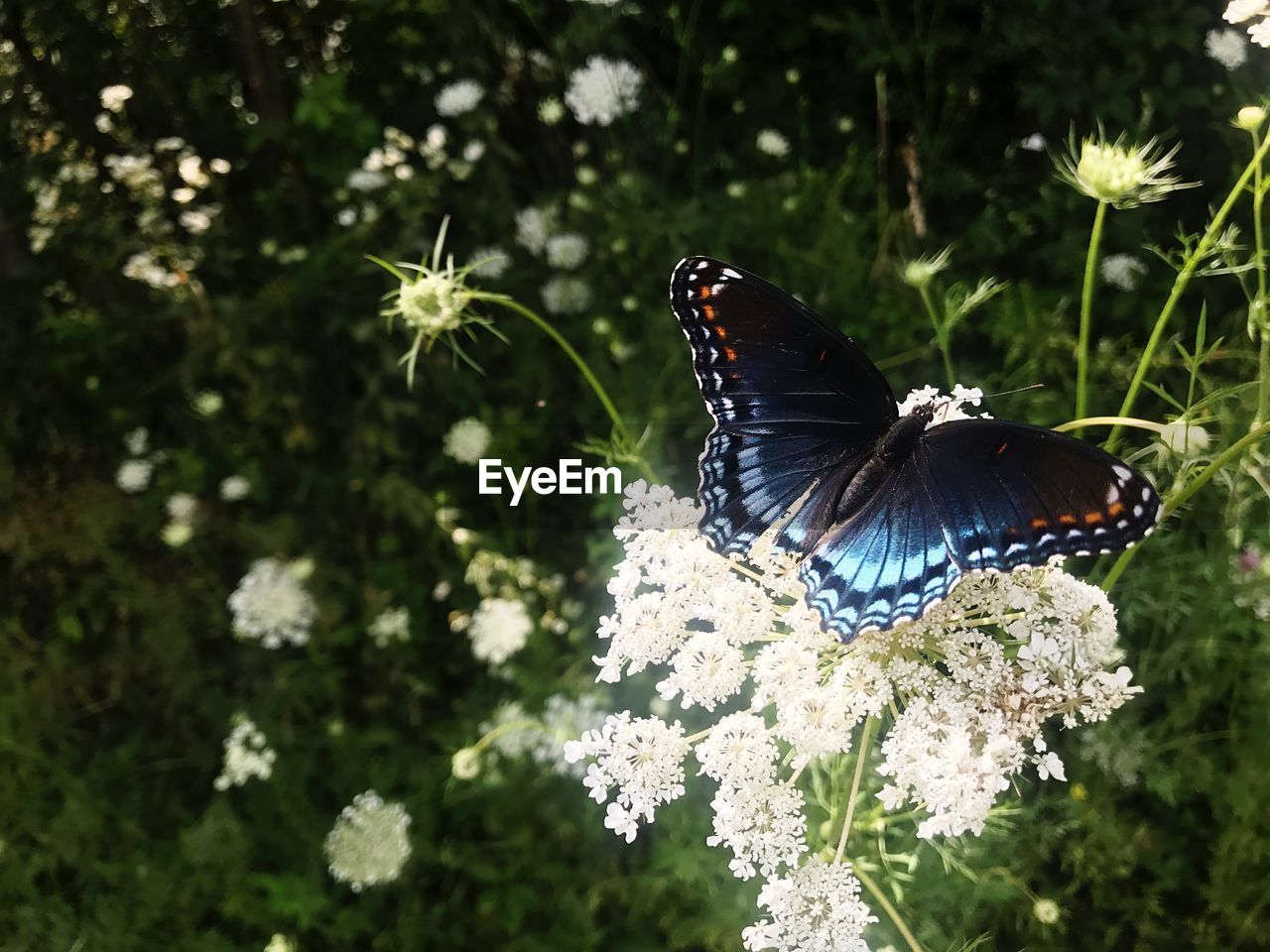 CLOSE-UP OF BUTTERFLY ON FLOWER