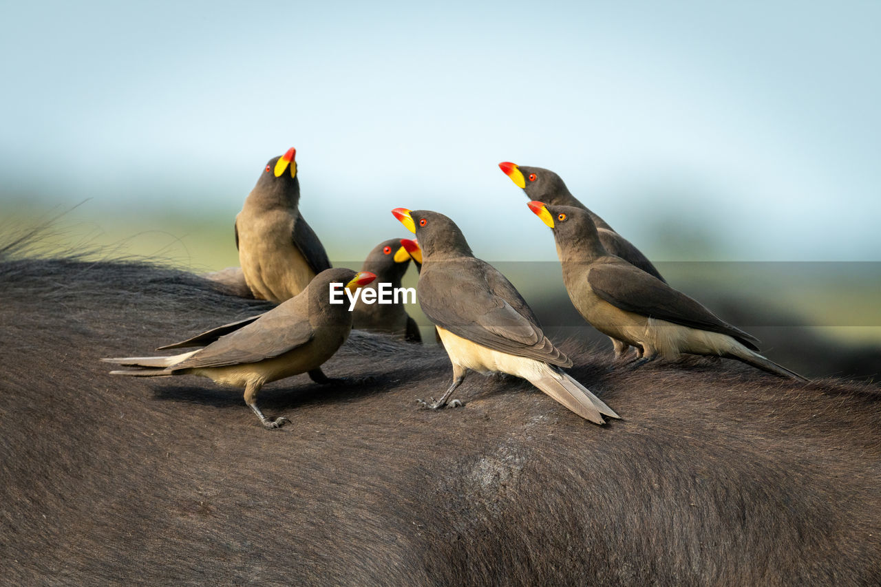 Yellow-billed oxpeckers perch together on cape buffalo