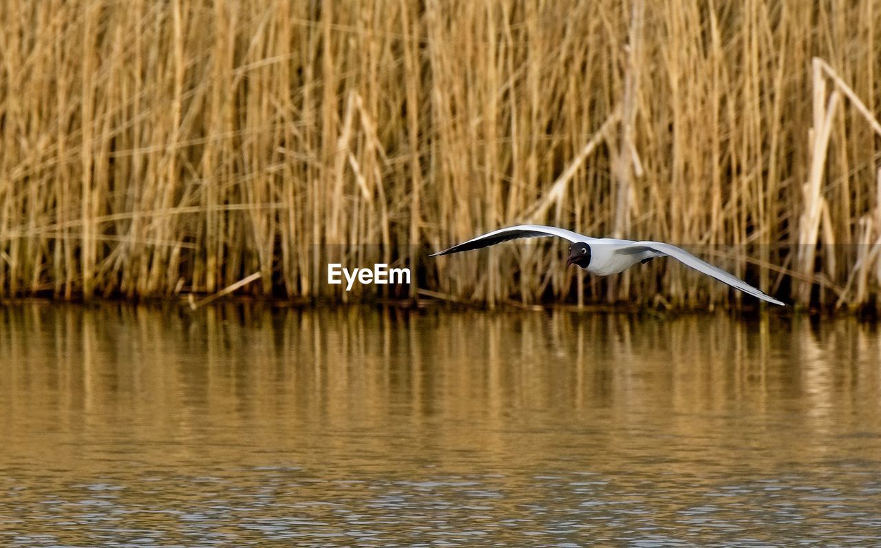 VIEW OF A BIRD FLYING OVER LAKE