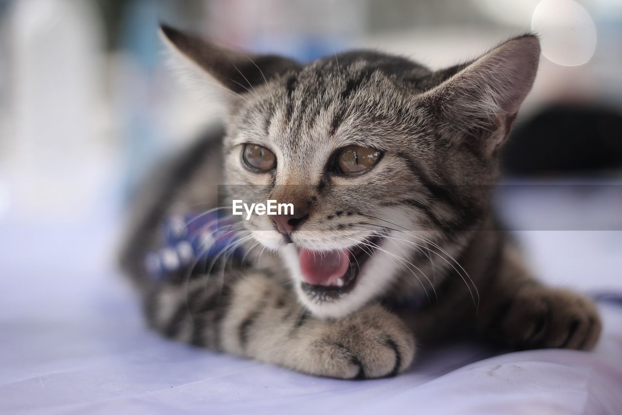 Close-up portrait of a cat