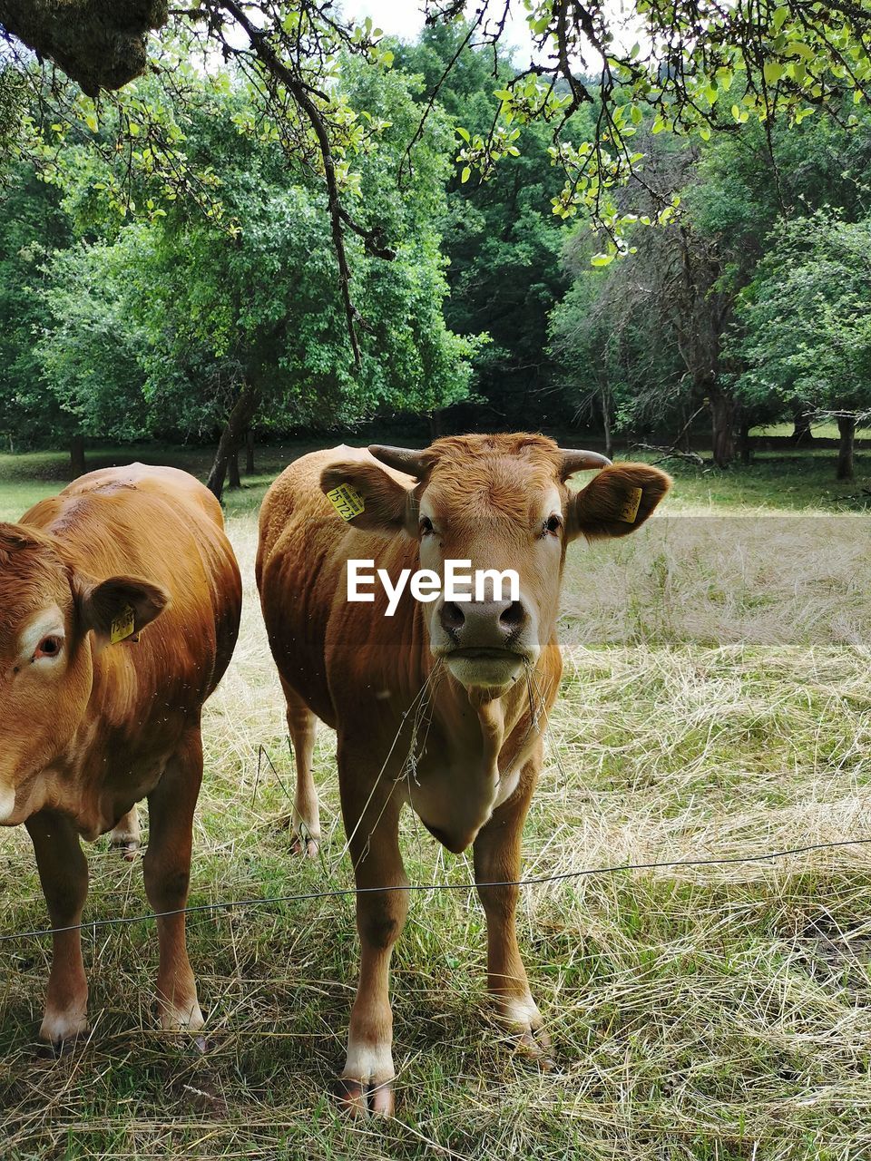 COWS STANDING IN A FIELD