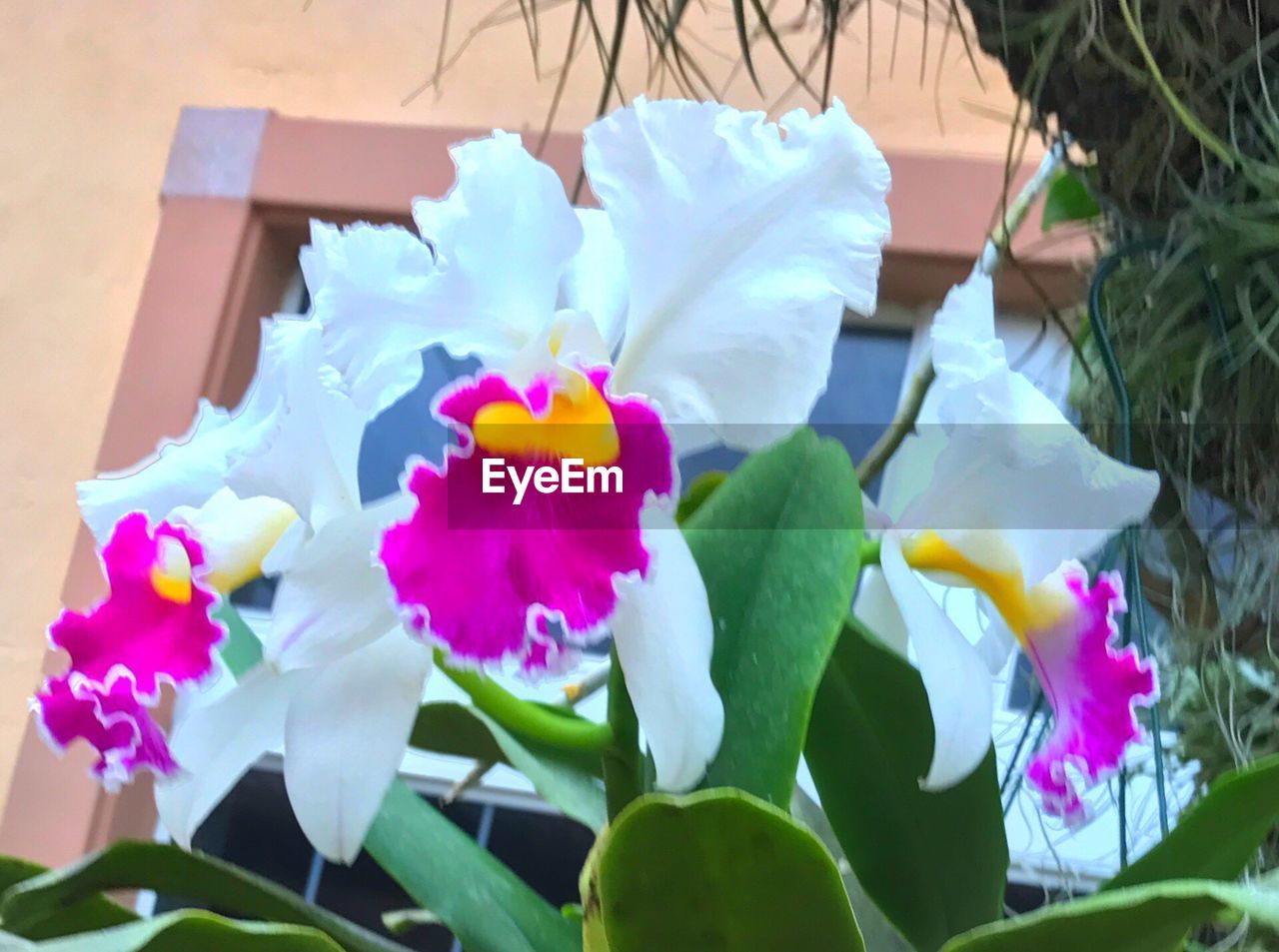 CLOSE-UP OF MULTI COLORED FLOWERS BLOOMING