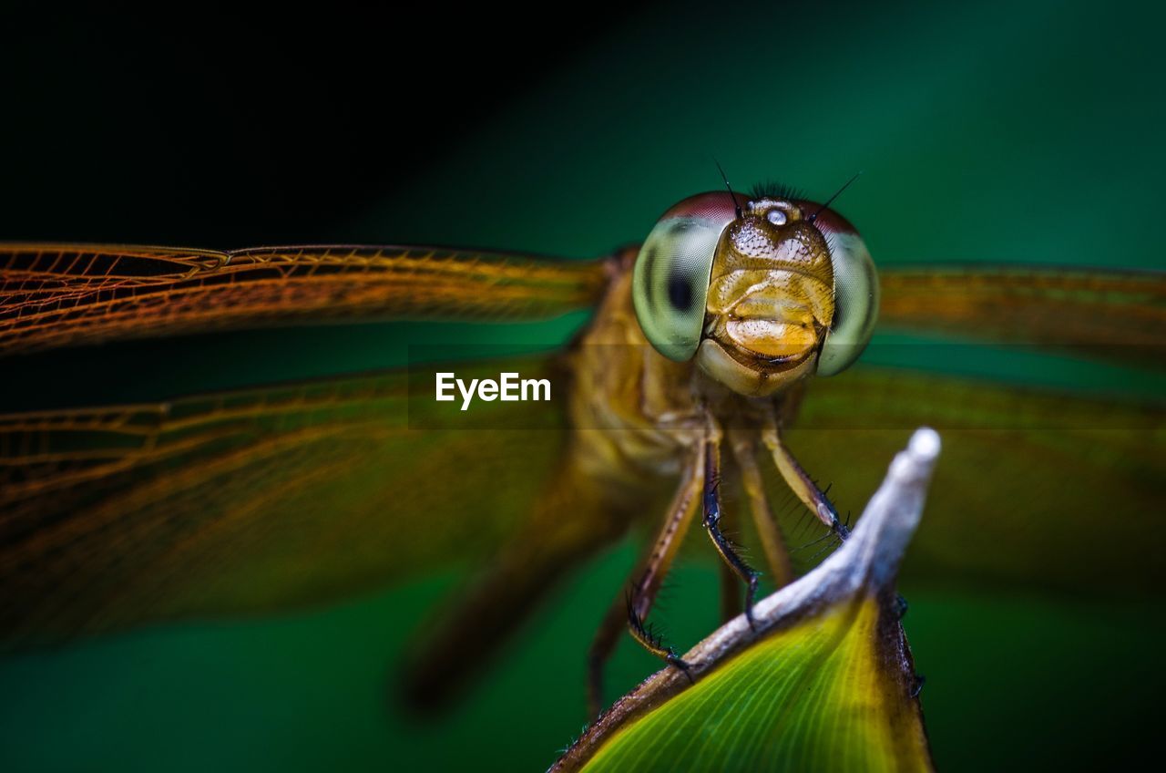 Close-up of dragonfly on leaf