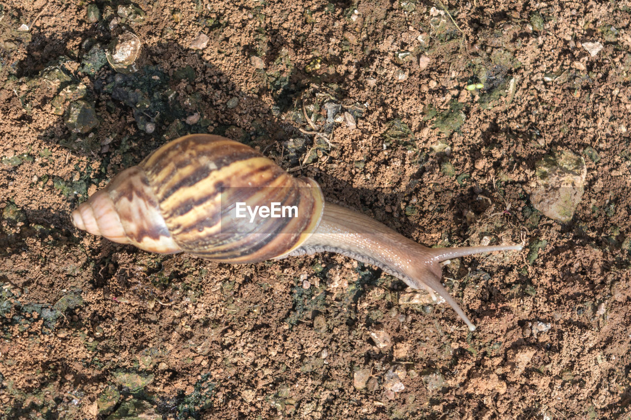 CLOSE-UP OF SNAIL