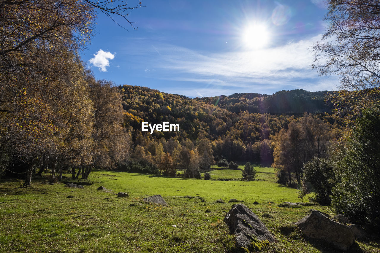 nature, plant, tree, sky, environment, mountain, landscape, beauty in nature, scenics - nature, autumn, land, grass, sunlight, tranquility, wilderness, sun, no people, tranquil scene, leaf, woodland, field, rural area, cloud, green, non-urban scene, forest, meadow, outdoors, morning, day, sunbeam, valley, growth, lens flare, mountain range, idyllic, rural scene, sunny, flower, travel, travel destinations