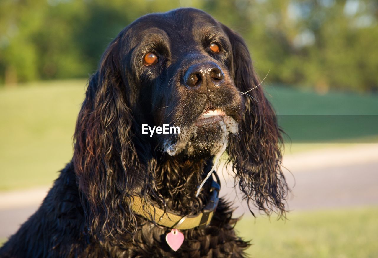 Close-up portrait of black dog