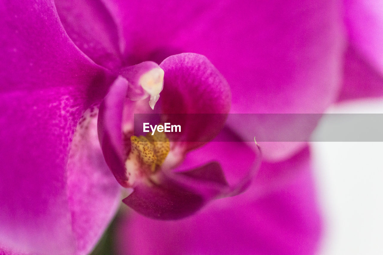 CLOSE-UP OF PURPLE PINK FLOWER