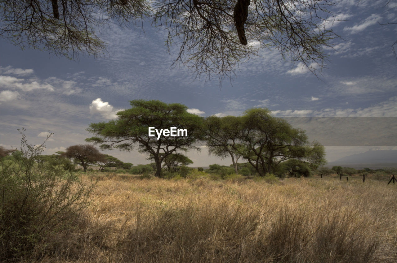 TREES ON FIELD AGAINST SKY IN FOREST