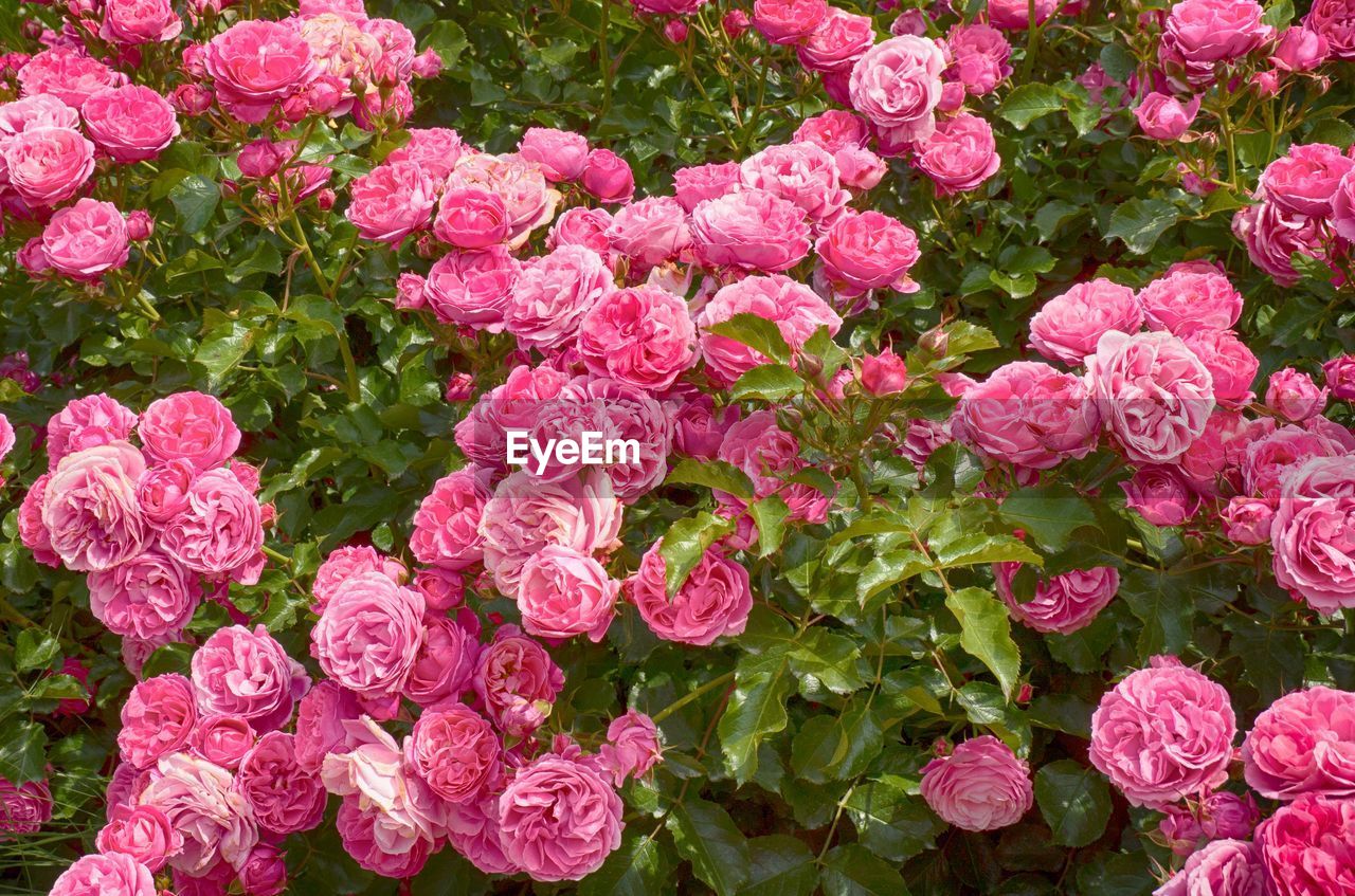 High angle view of pink flowering plants