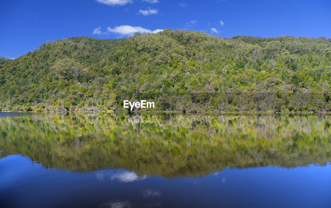 Ancient forest reflected in the gordon river, south west world heritage area, tasmania, australia.