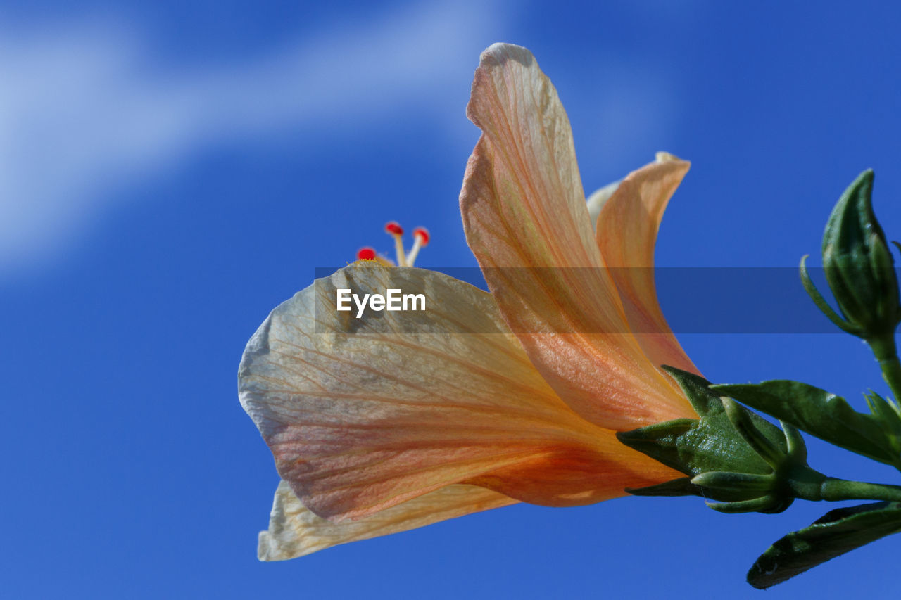 CLOSE-UP OF DAY LILY