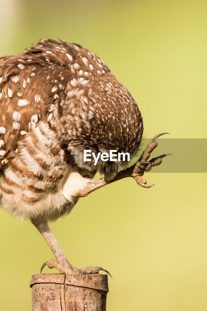 Close-up of bird perching on wooden post