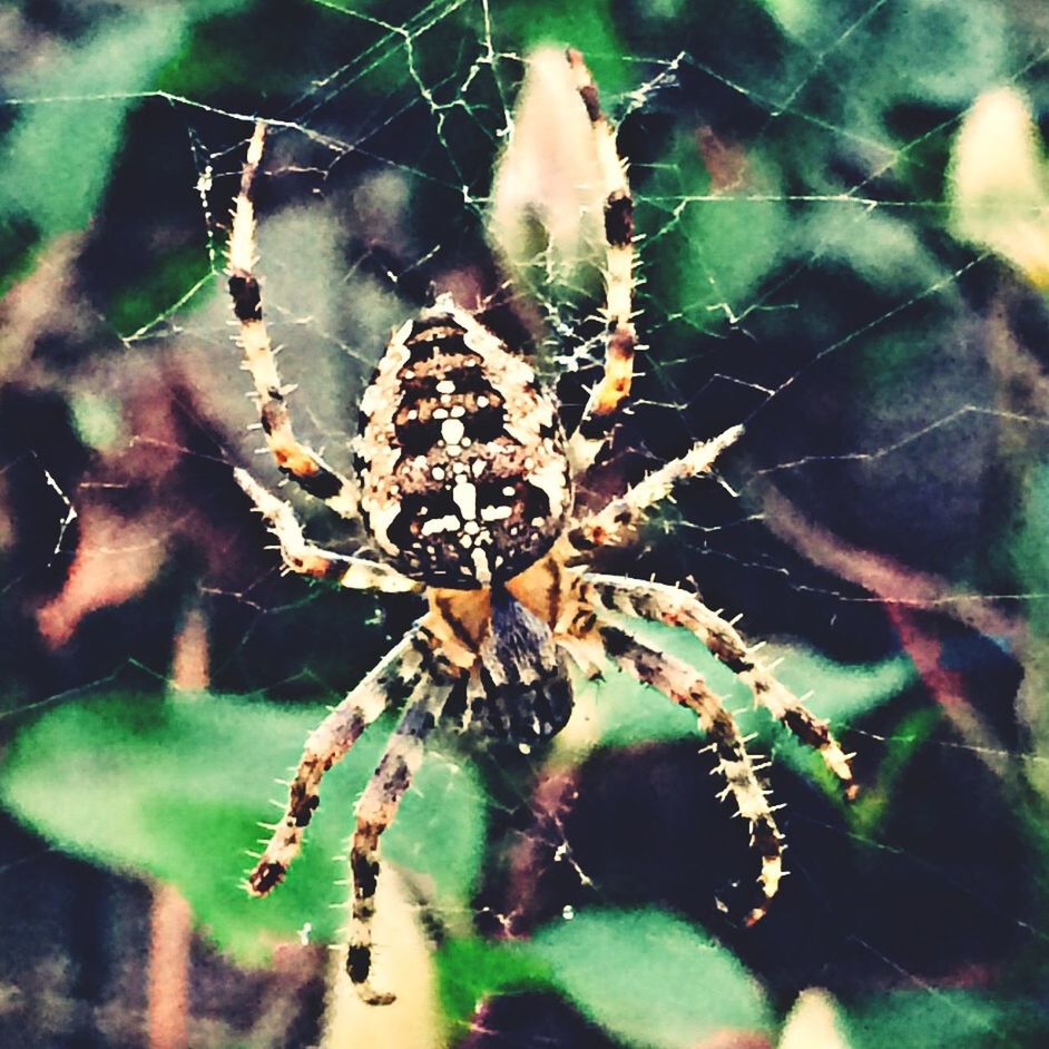 CLOSE-UP OF SPIDER WEB