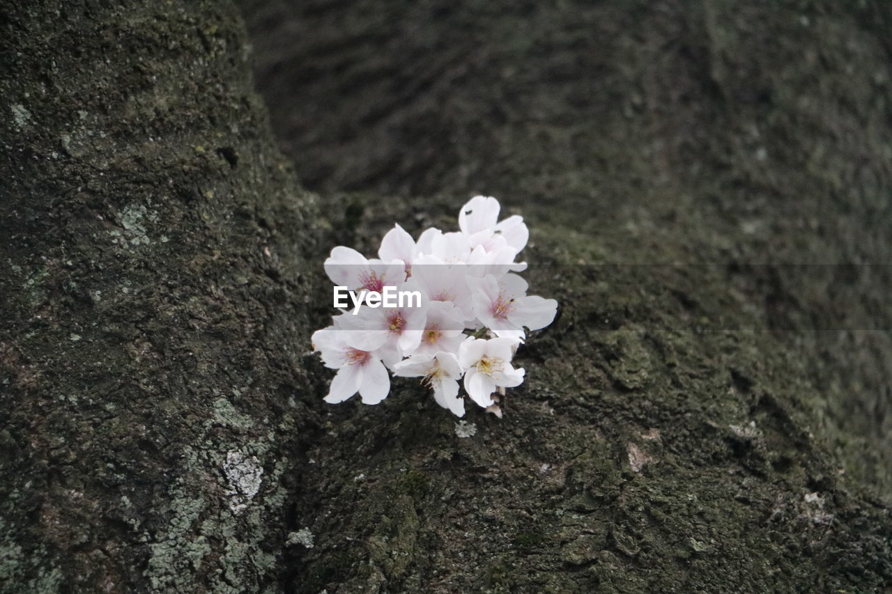 CLOSE-UP OF FRESH WHITE FLOWERS BLOOMING ON TREE