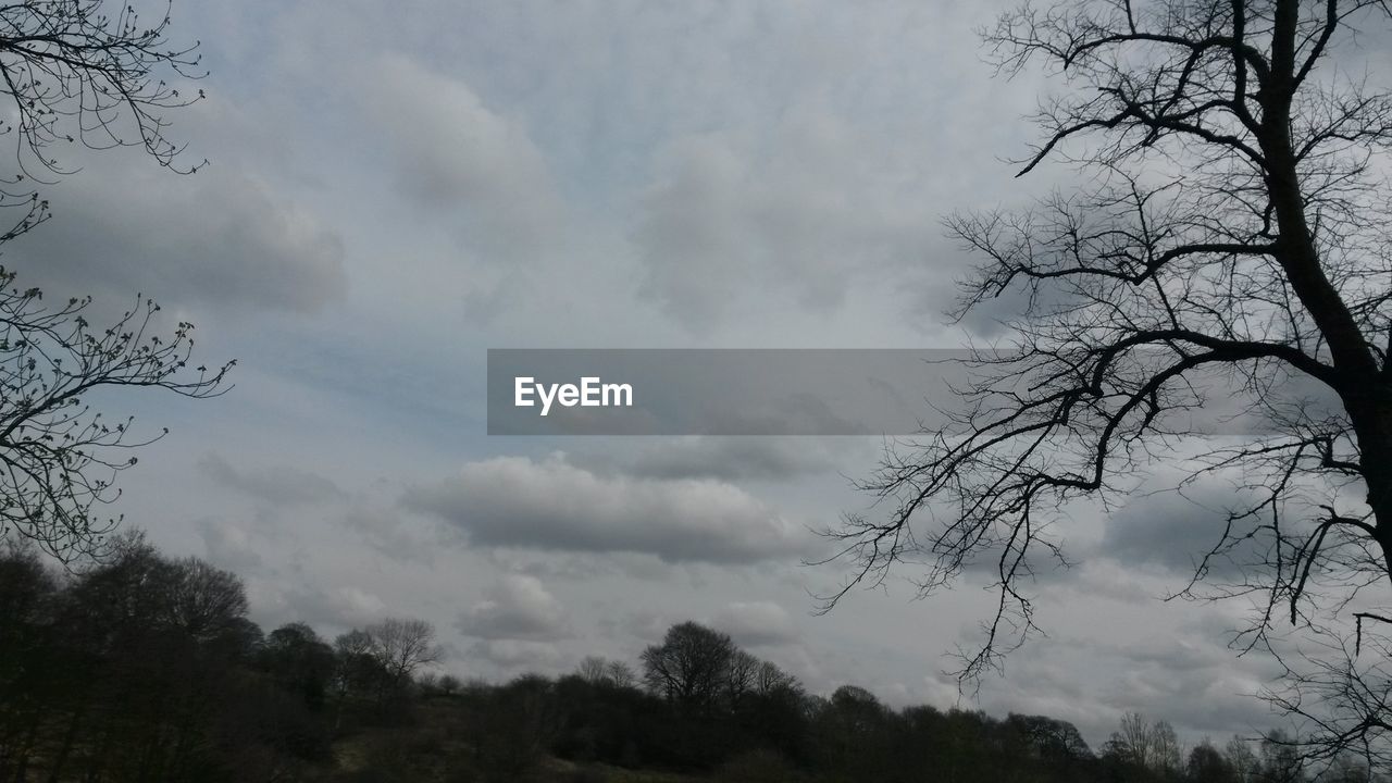 LOW ANGLE VIEW OF TREES AGAINST CLOUDY SKY