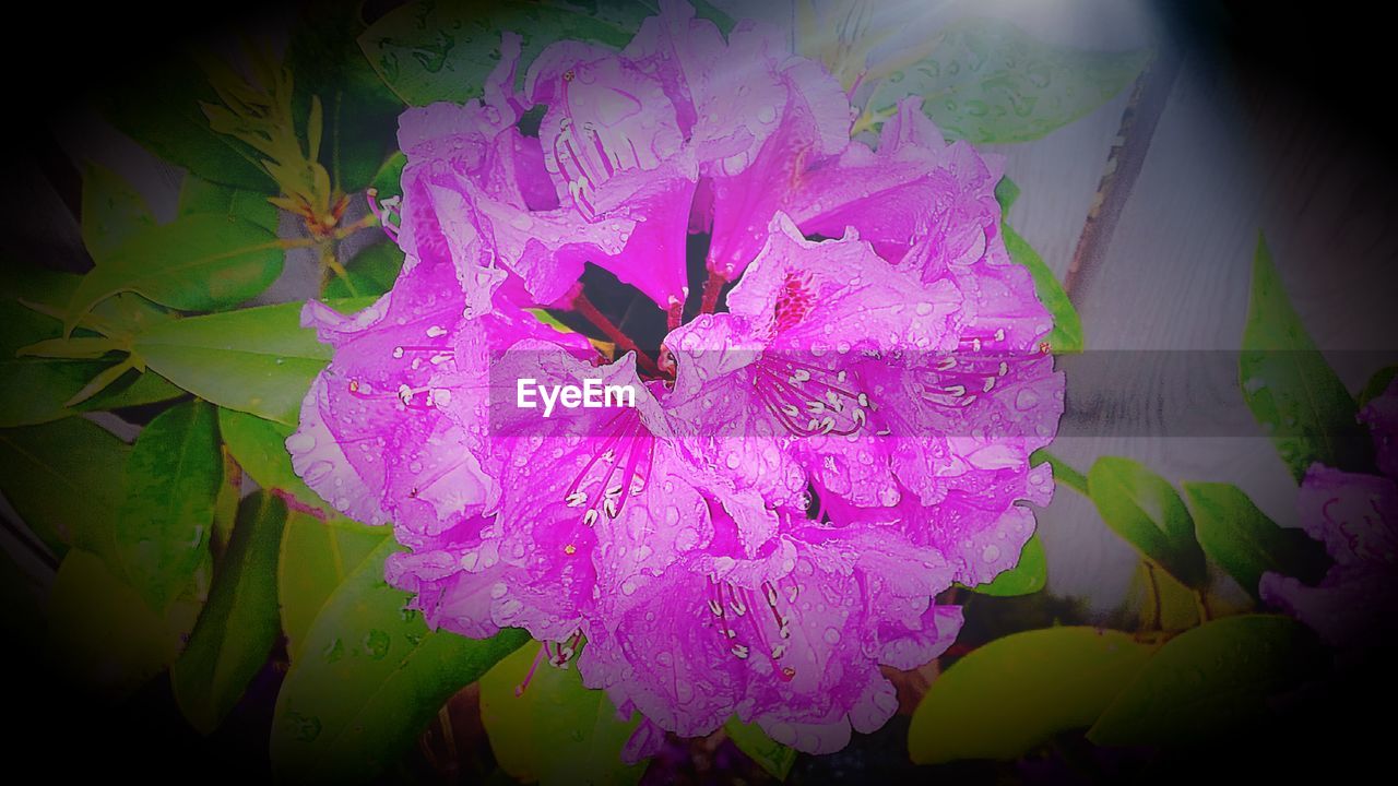 CLOSE-UP OF PURPLE FLOWERS