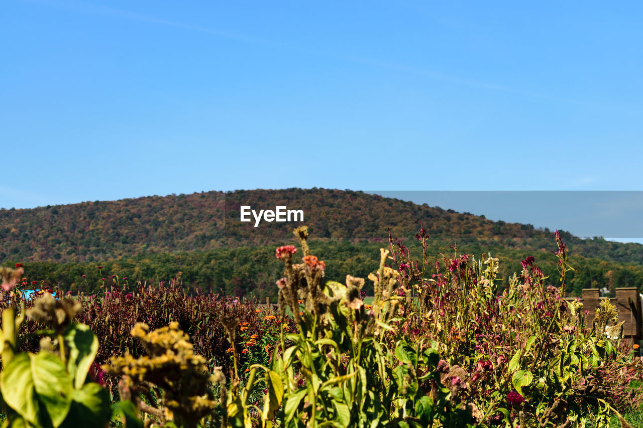 PLANTS GROWING ON FIELD AGAINST CLEAR SKY