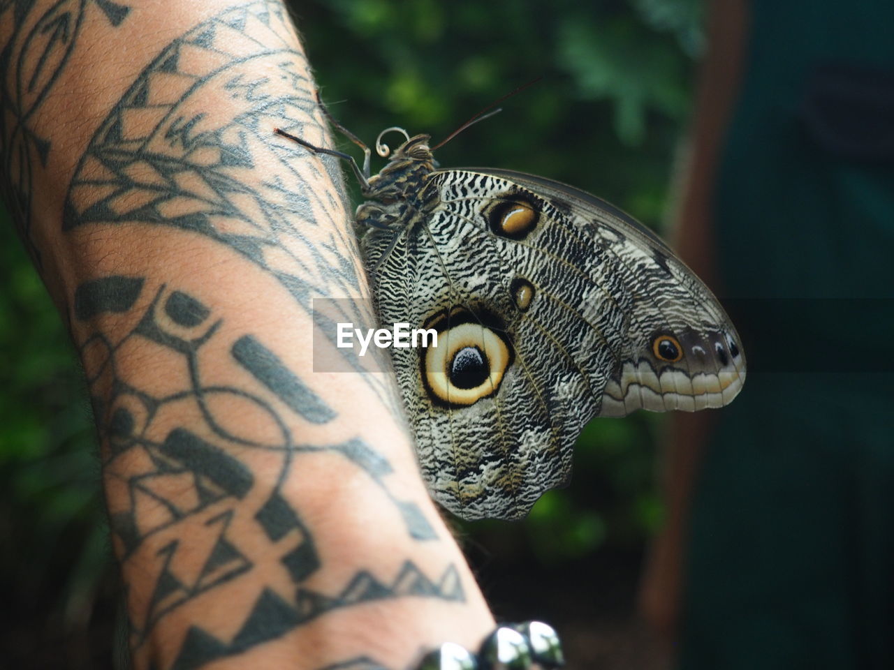 Close-up of butterfly on tattooed hand