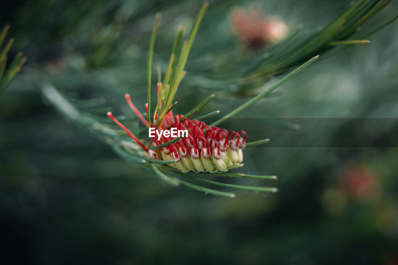 Close-up of red flower on plant