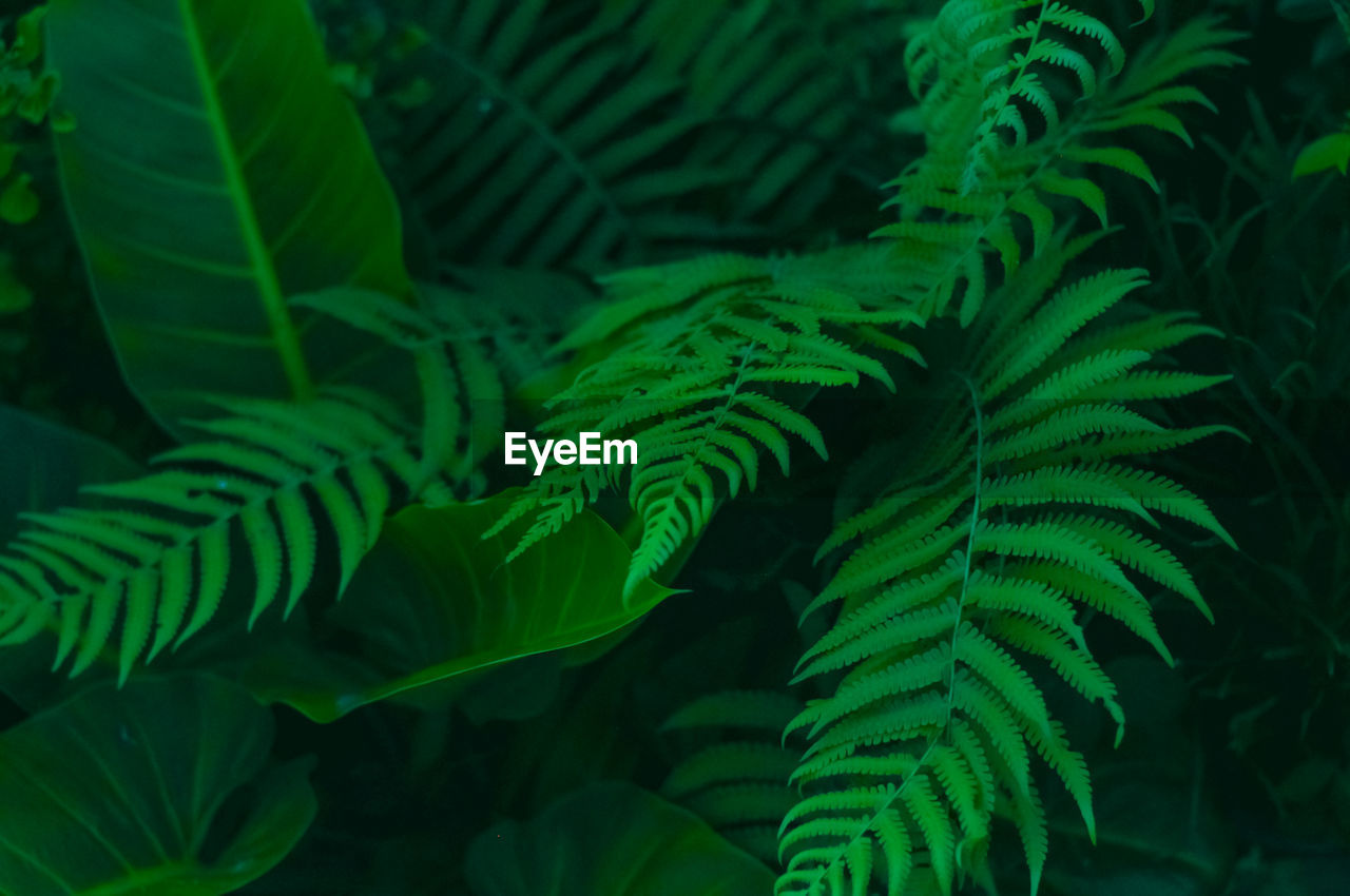 Close-up of fern leaves