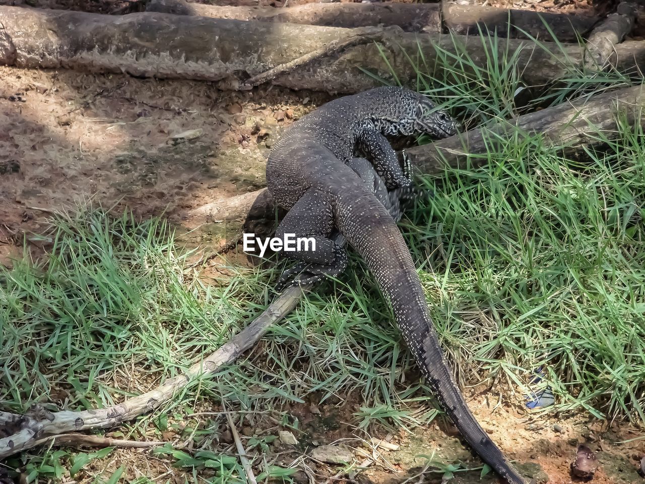 HIGH ANGLE VIEW OF LIZARD ON LAND