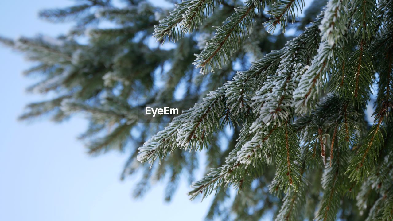 tree, branch, plant, nature, pine tree, coniferous tree, spruce, fir, pinaceae, no people, winter, low angle view, beauty in nature, twig, growth, day, leaf, sky, close-up, cold temperature, frost, snow, outdoors, tranquility, focus on foreground, christmas tree, freezing, needle - plant part, green