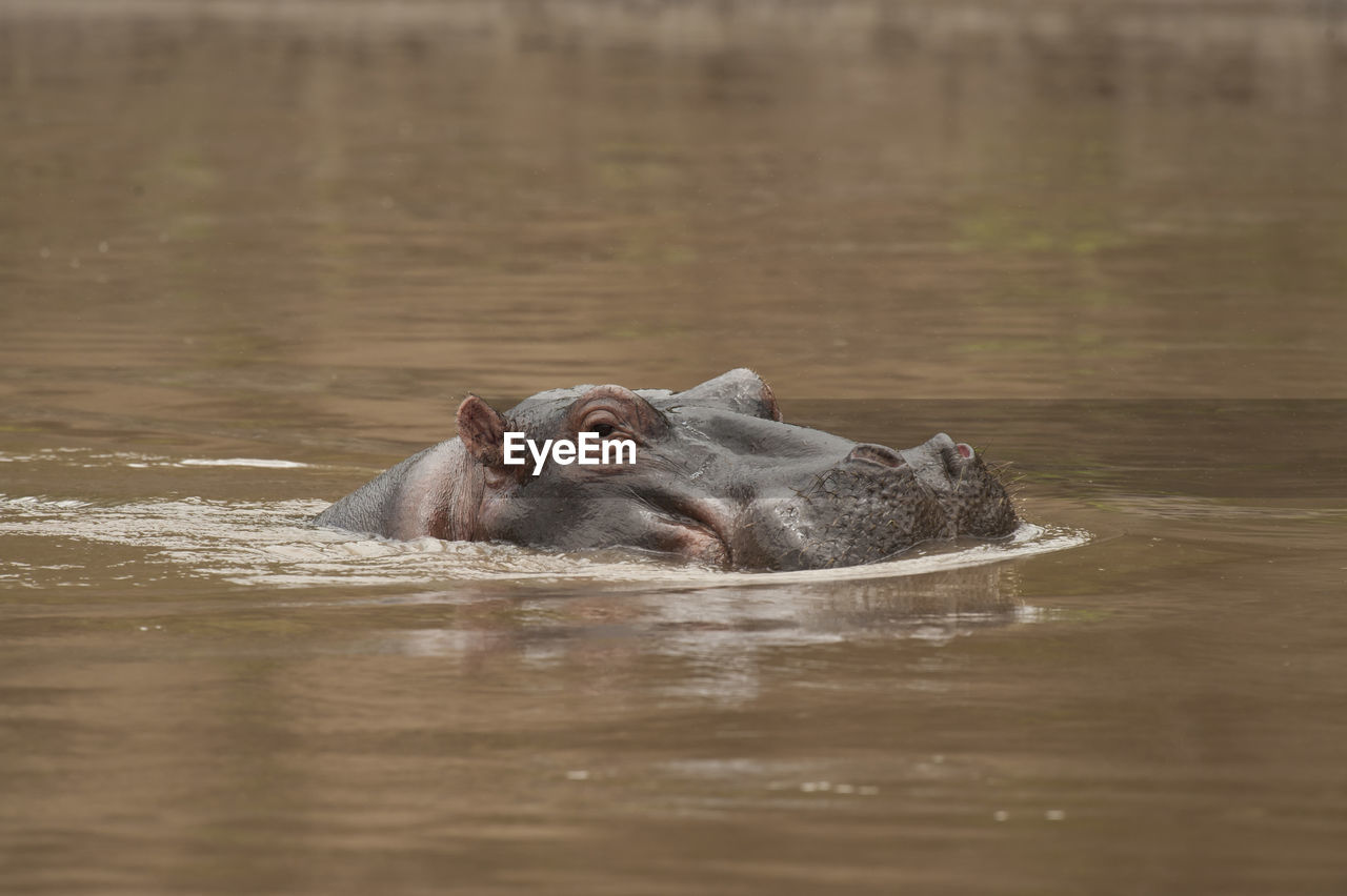 Hippopotamus swimming in river