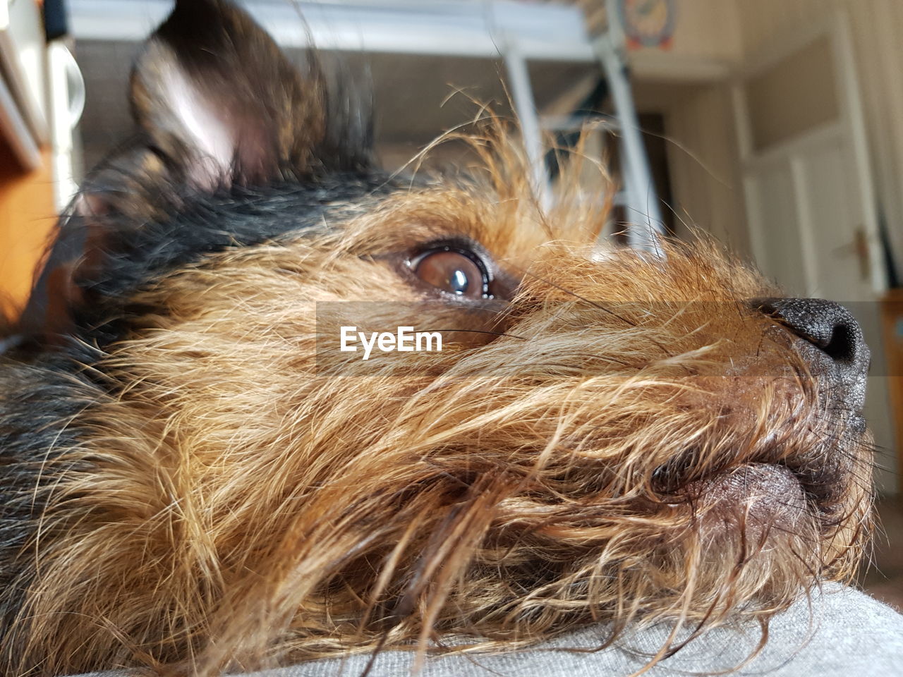 CLOSE-UP PORTRAIT OF DOG IN PEN