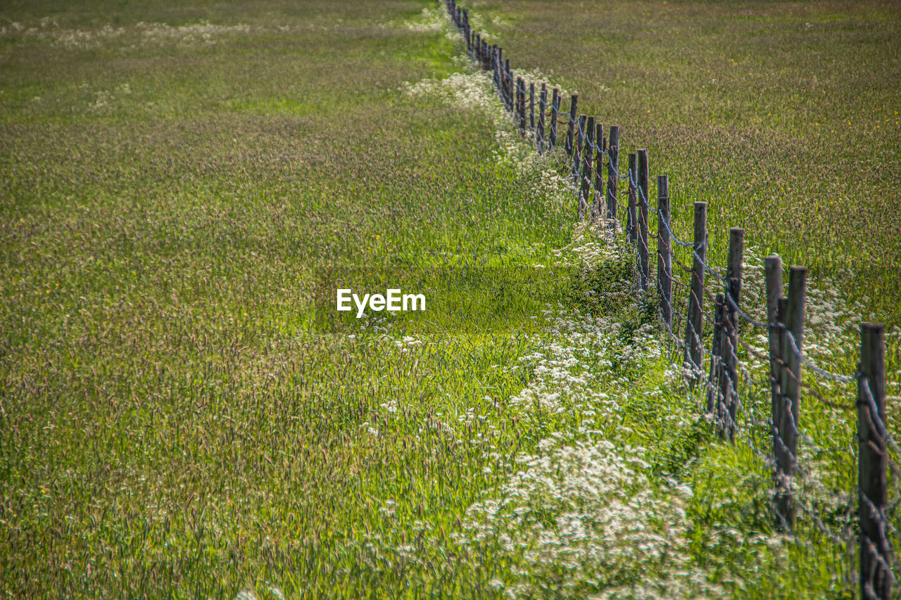 Plants growing on field