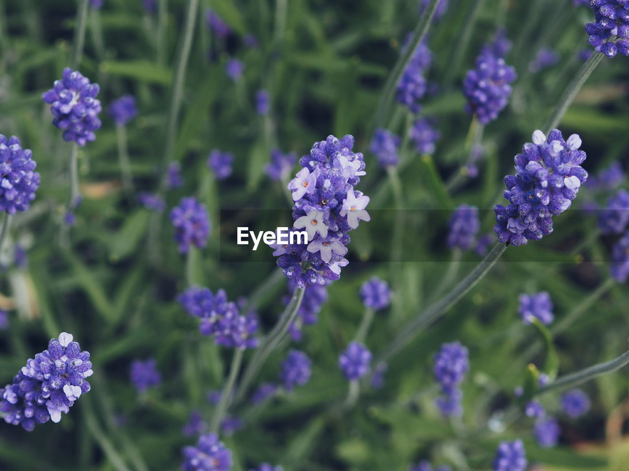 Close-up of purple flowers blooming outdoors