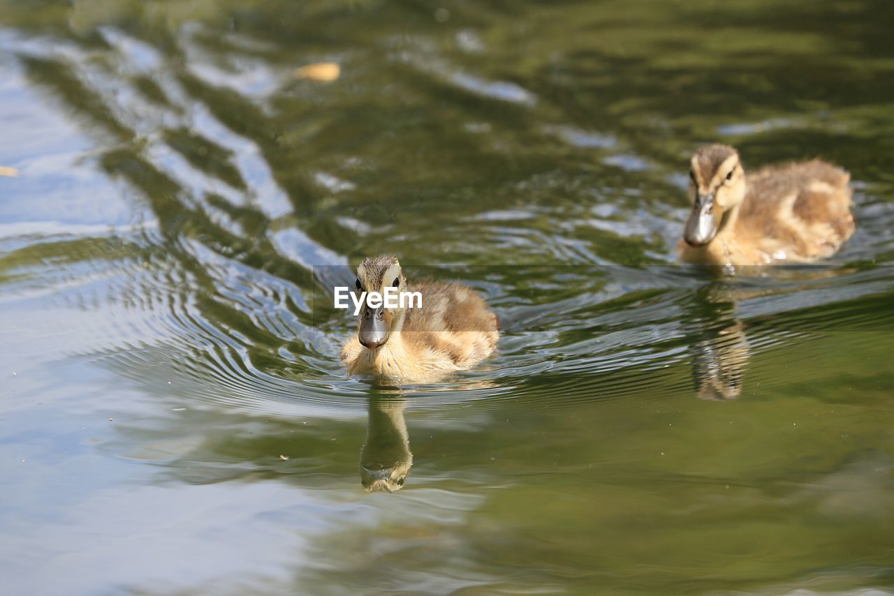 Ducks swimming in water