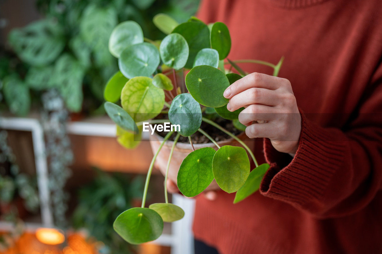 midsection of woman picking green leaves