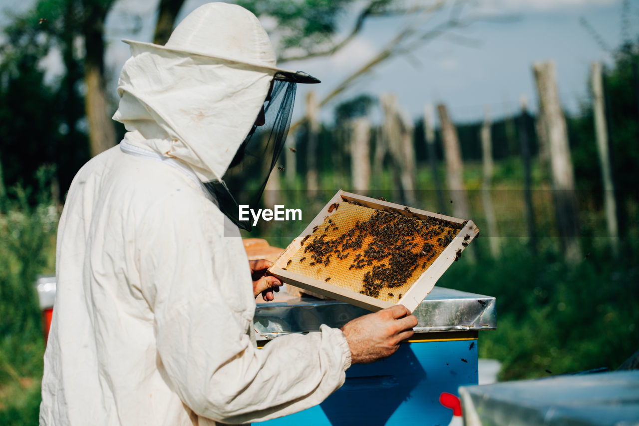 Beekeeper examining beehive