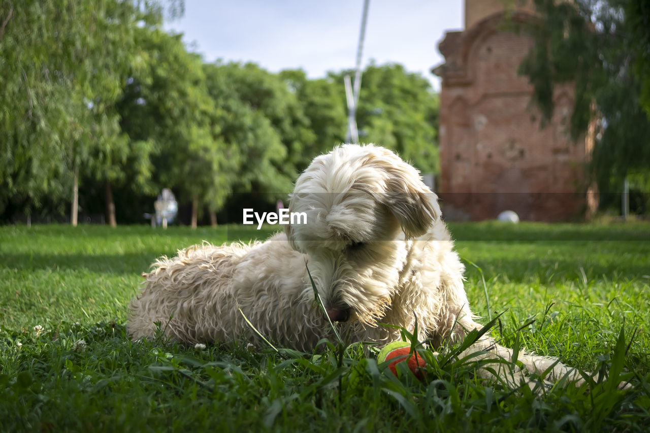 DOG RELAXING ON LAND