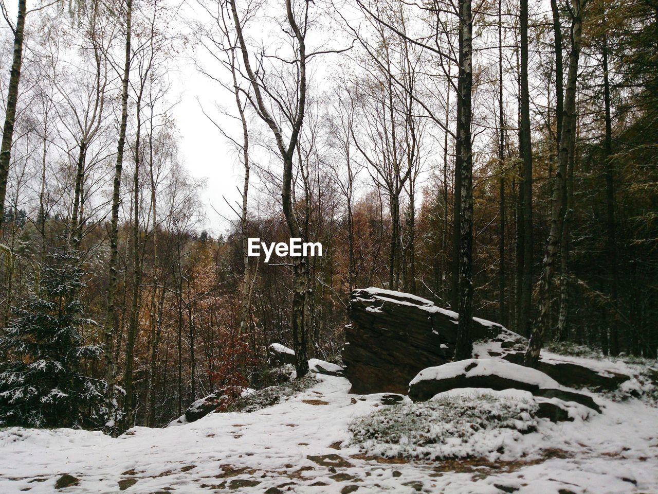 SNOW COVERED TREES IN FOREST