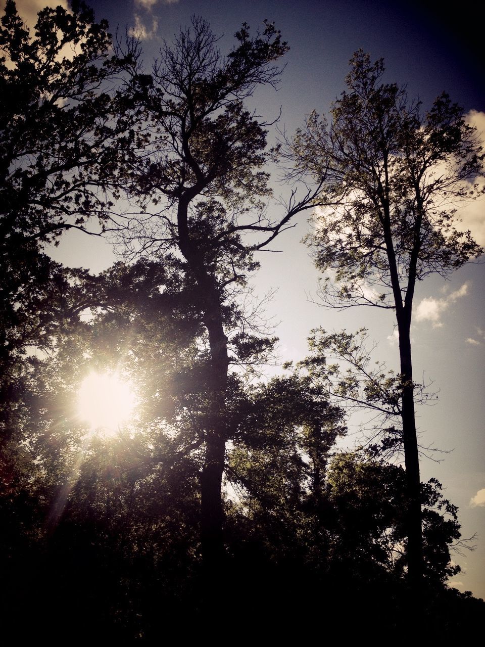 LOW ANGLE VIEW OF TREES AGAINST SKY