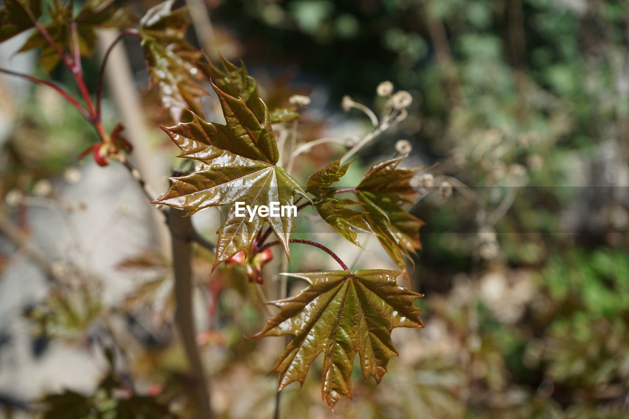 Close-up of green leaves on branch