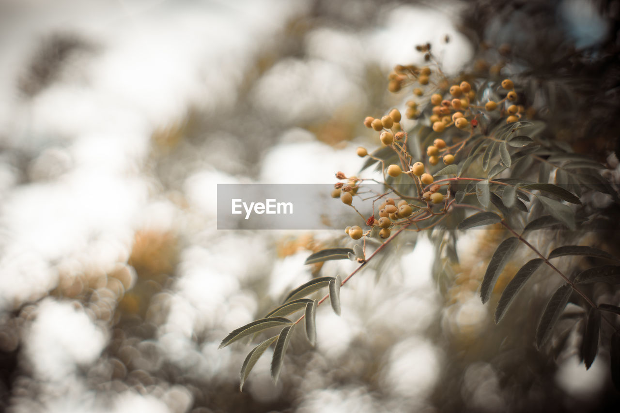 CLOSE-UP OF FLOWERING PLANT AGAINST TREE