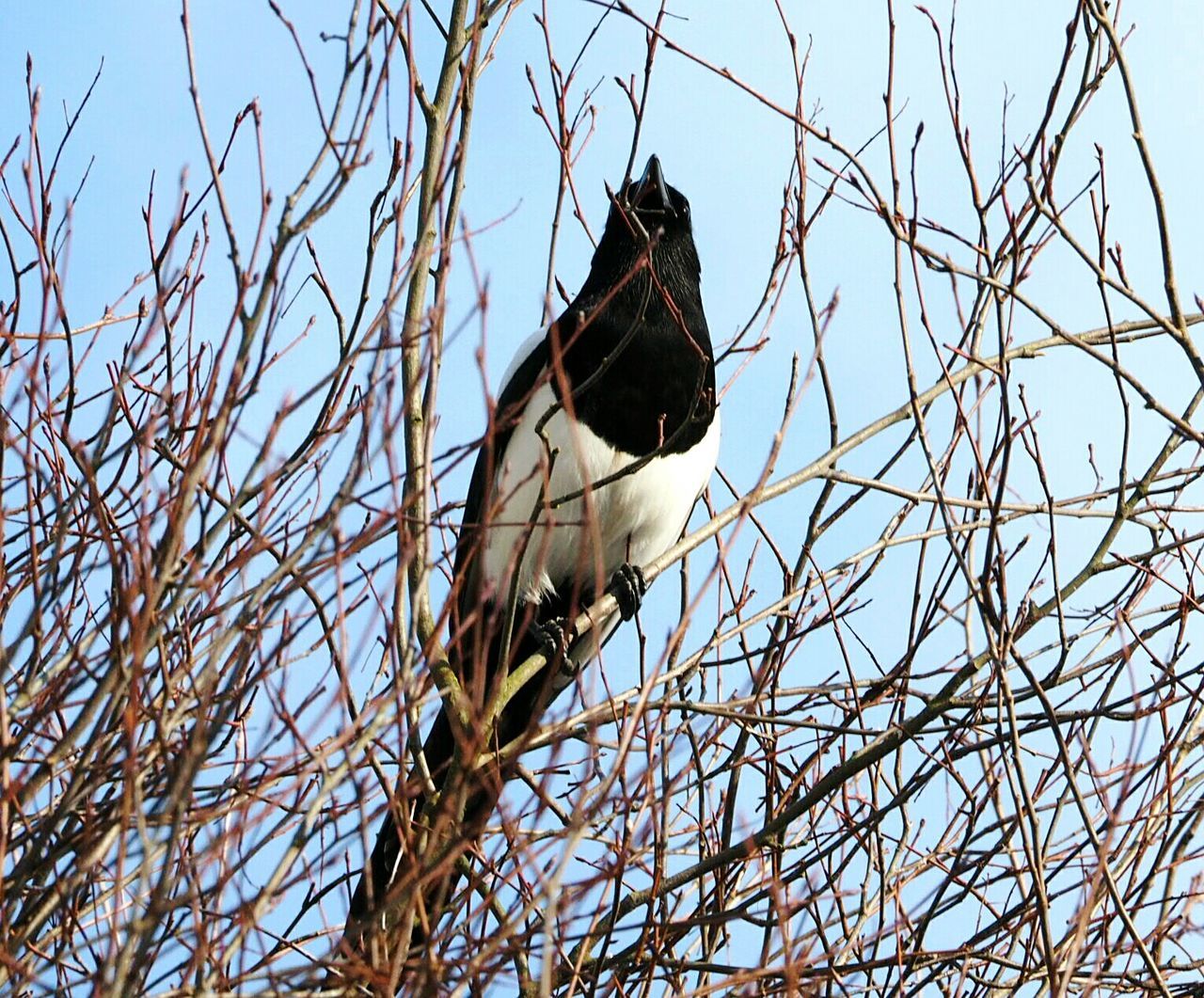 LOW ANGLE VIEW OF BIRD PERCHING ON BRANCH AGAINST SKY