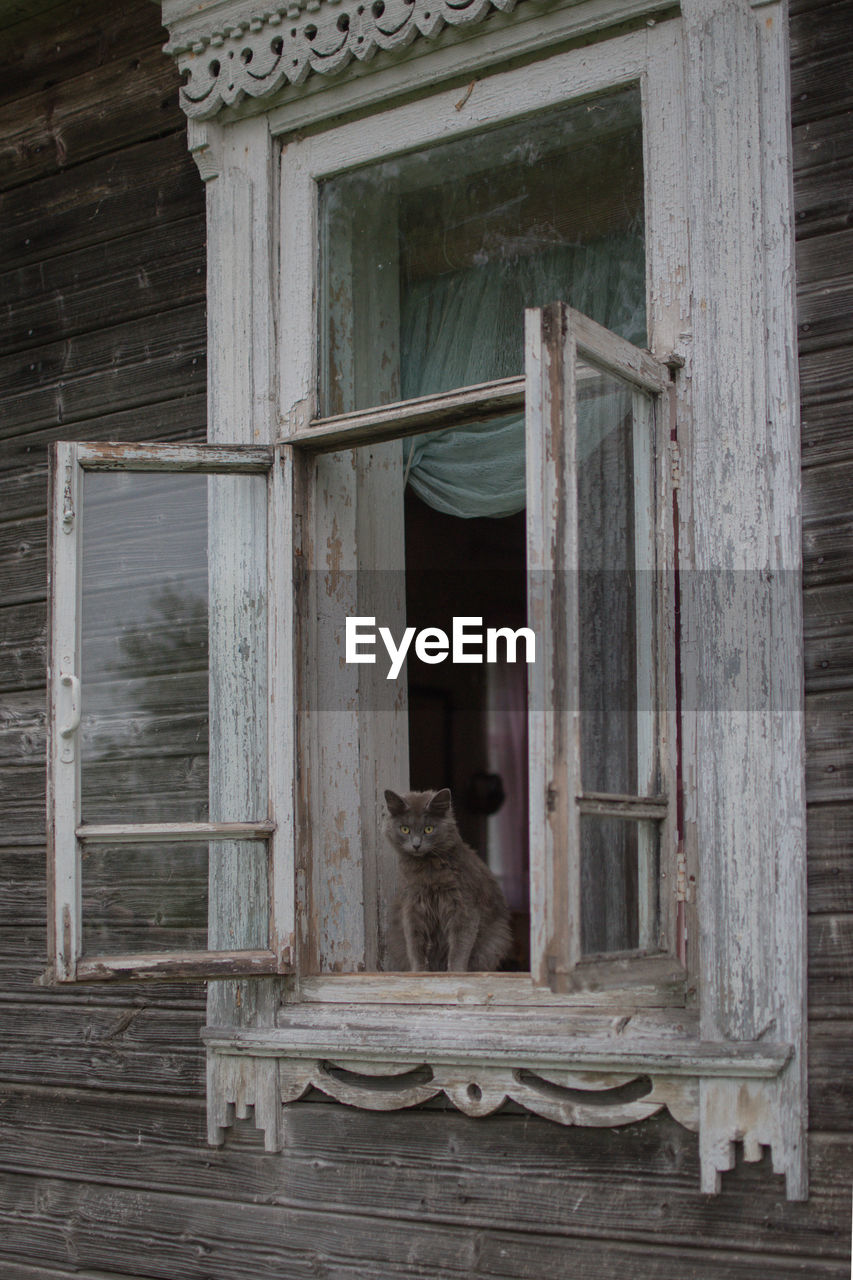 Cat sitting on a window of a building