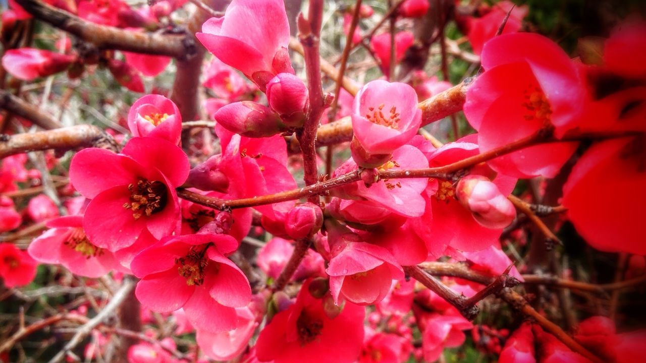 Close-up of red flowers blooming on tree