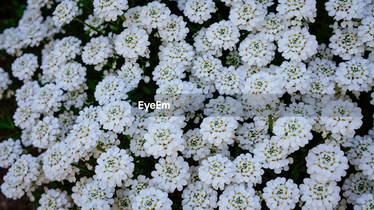 Full frame shot of white flowering plants