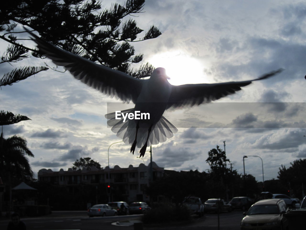 LOW ANGLE VIEW OF BIRD FLYING AGAINST CLOUDY SKY